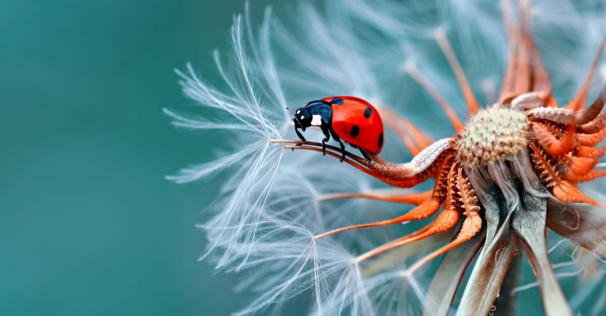 Ladybug, Agricultural Field, Animal, Animal Wildlife, Balance