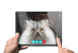 Cat on facetime video chat tablet