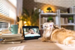 Dog on facetime computer with child