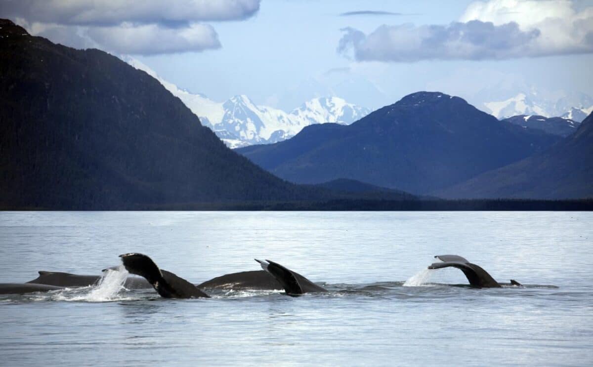 Alaska's whales disappearing