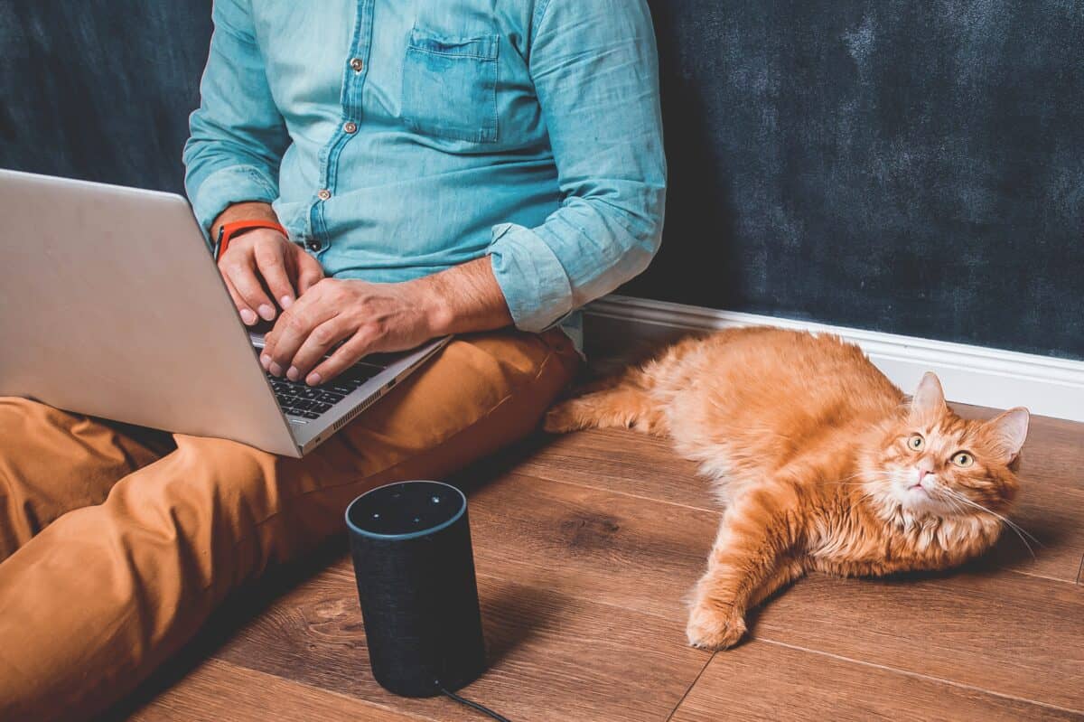 amazon alexa device smart speaker cat man on laptop