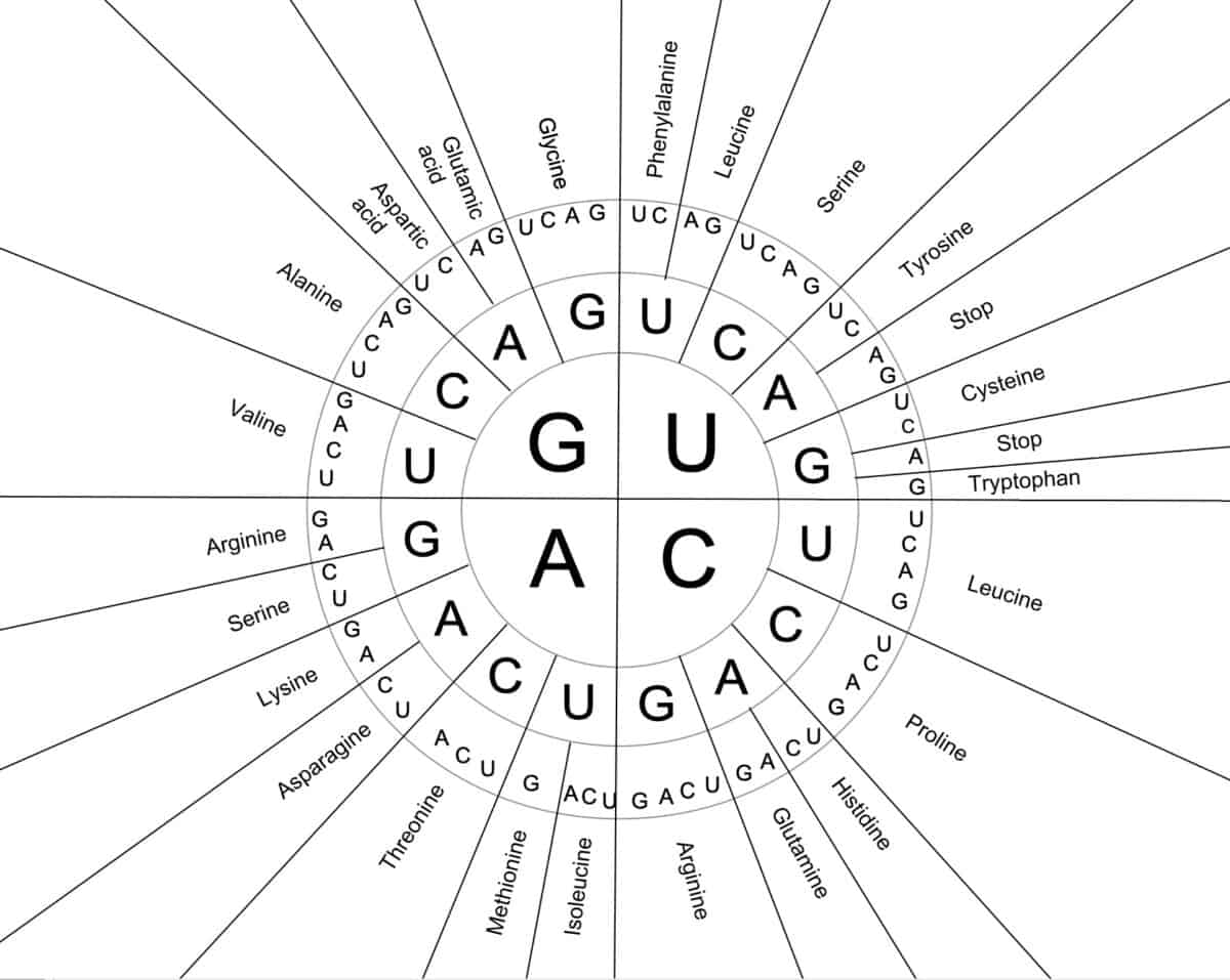 Codon Chart And Wheel Handout PDF, 54% OFF