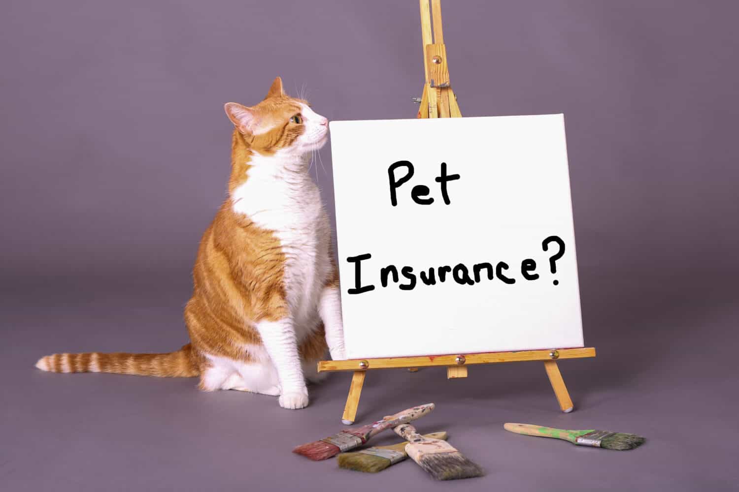 Orange and white tabby cat standing by sign with Pet Insurance? painted on the canvas