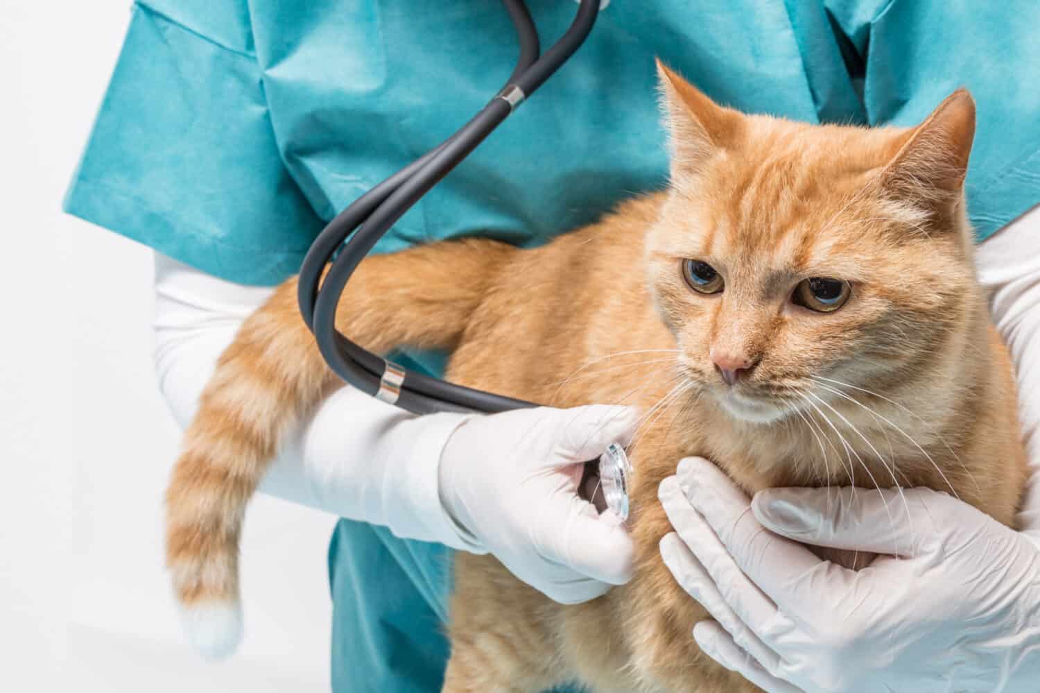 doctor listening the cat with stethoscope