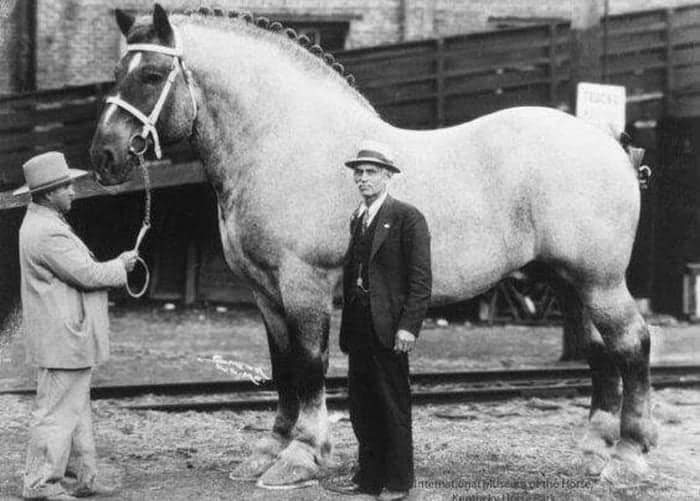 biggest horses