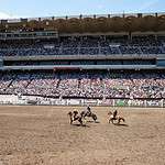 Calgary Stampede 