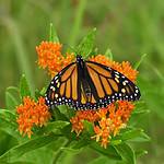 Monarch Butterfly (cont.)