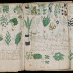 Voynich Manuscript (cont.)