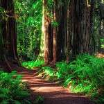 Redwood National and State Parks 