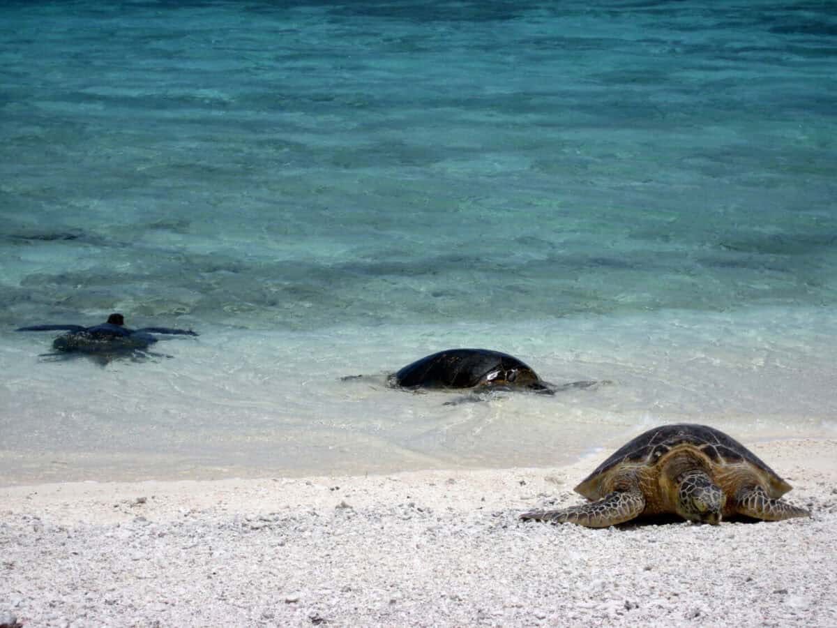 Endangered green sea turtles rest on the white sand beaches of Kure Atoll in Papahānaumokuākea Marine National Monument.