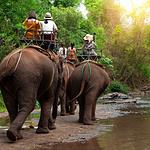 Elephant Riding