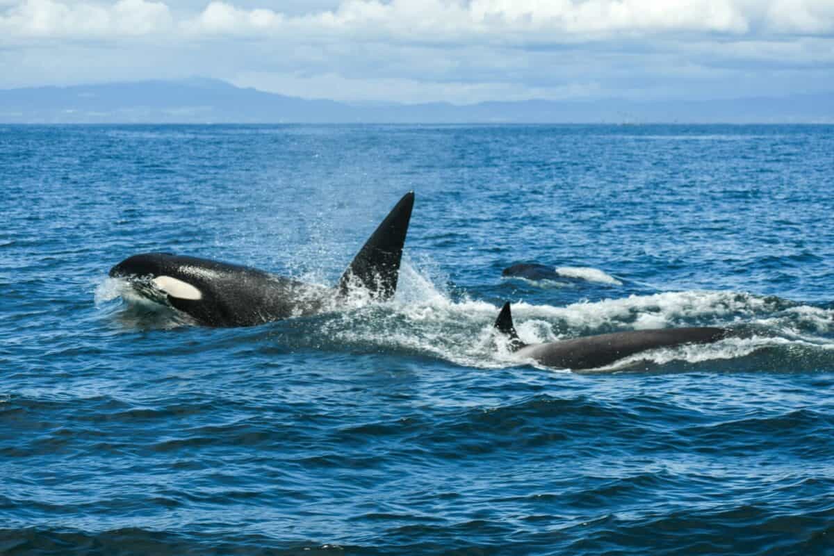 Pod of Orca Killer Whales Splashing in the Pacific Ocean in Moss Landing Near Monterey Bay, California