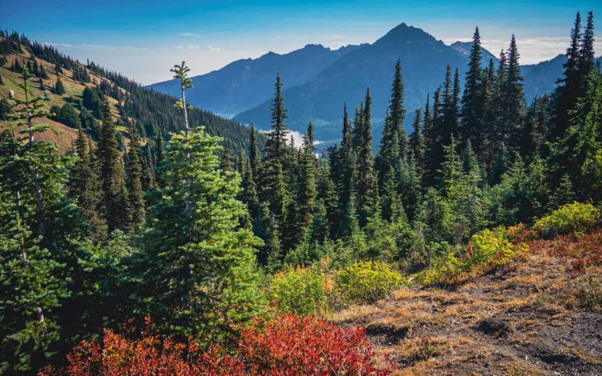 Morning hike viewing mountains and colorful forest along Hurricane Hill Trail | Hurricane Ridge, Olympic National Park, Washington, USA