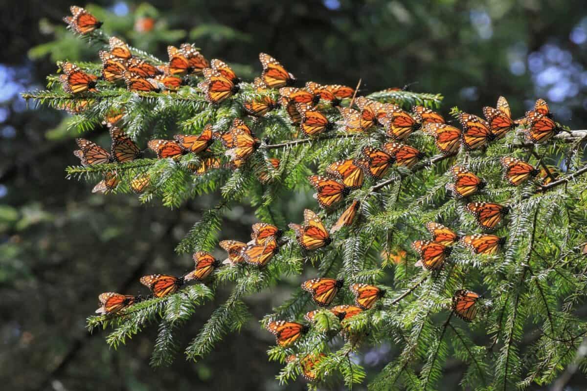 Migrating Monarch butterflies in Mexico