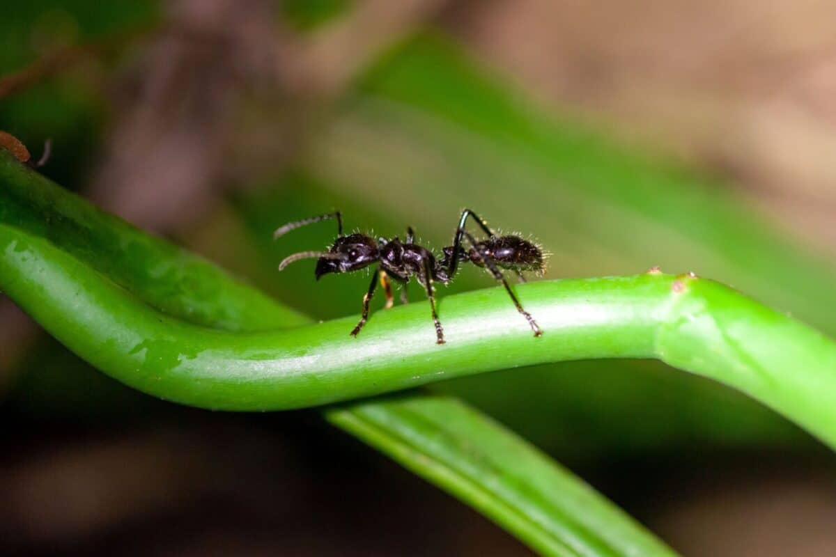 A Bullet Ant, Paraponera clavata, Costa Rica.