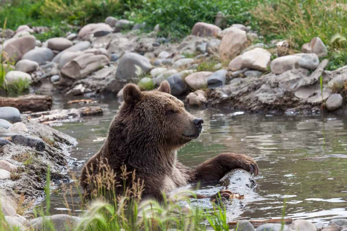 A large grizzly bear sits in a shallow pond holding onto a log while relaxing and cooling off on a hot summer day in Montana.