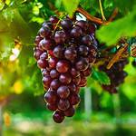 Grapes