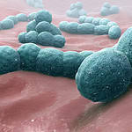 Streptococcus Pneumoniae