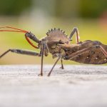 Assassin Bugs