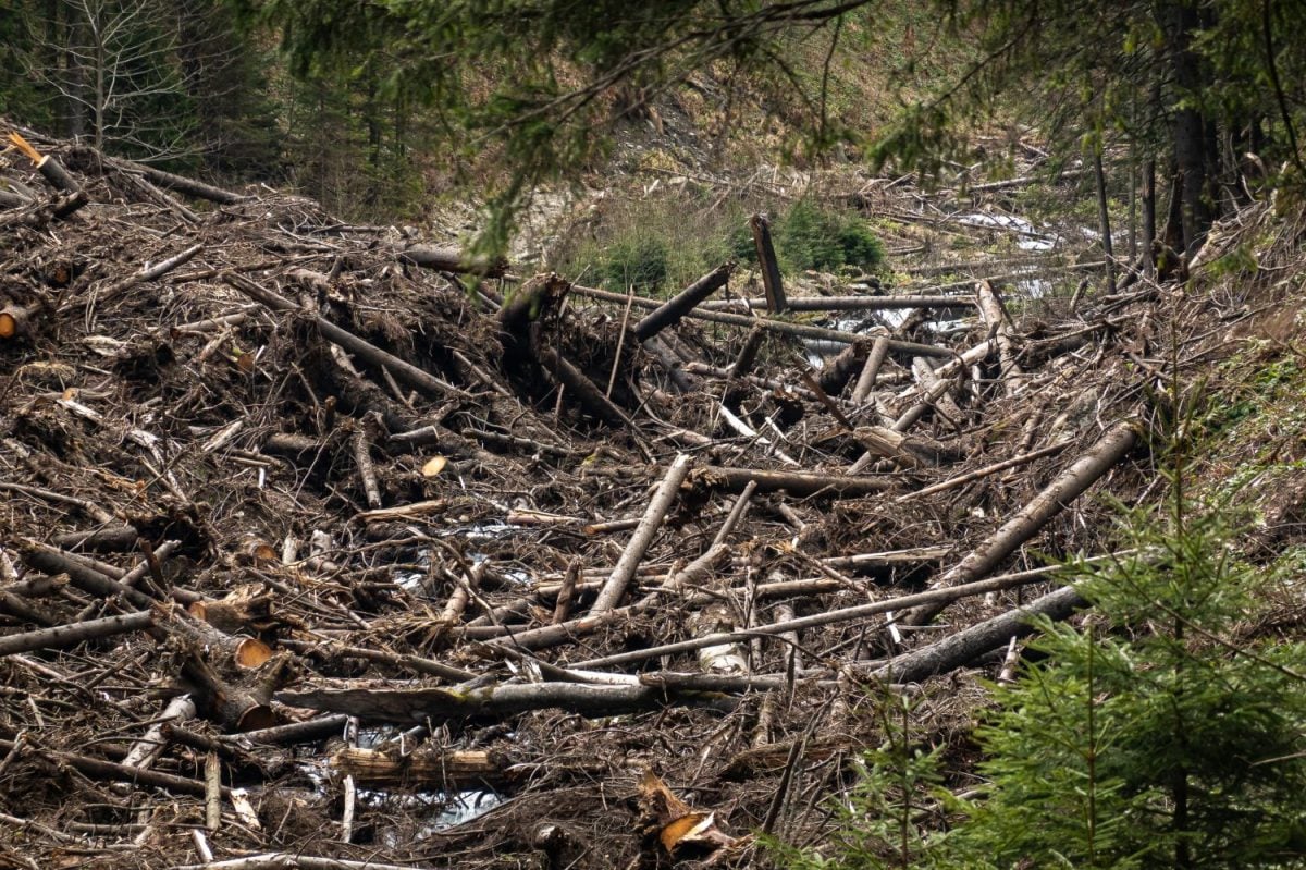 The remains of a destroyed forest because of the avalanches, floods and deforestation. A lot of branches and trees block a river in the mountains. Danger for the environment, global warming.
