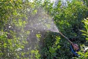 Pesticide application in the garden. It refers to the practical way in which pesticides (including herbicides, fungicides, insecticides, or nematode control agents) are delivered to biological targets