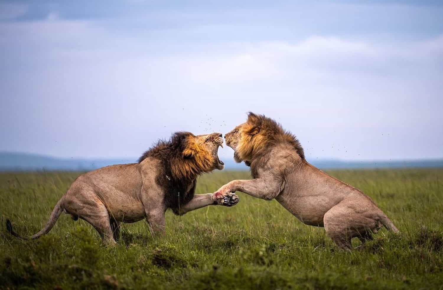Two Lions Roaring at each other in Fighting mode