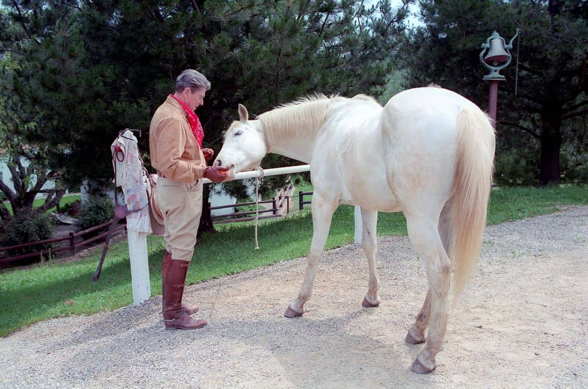 Reagan Horse