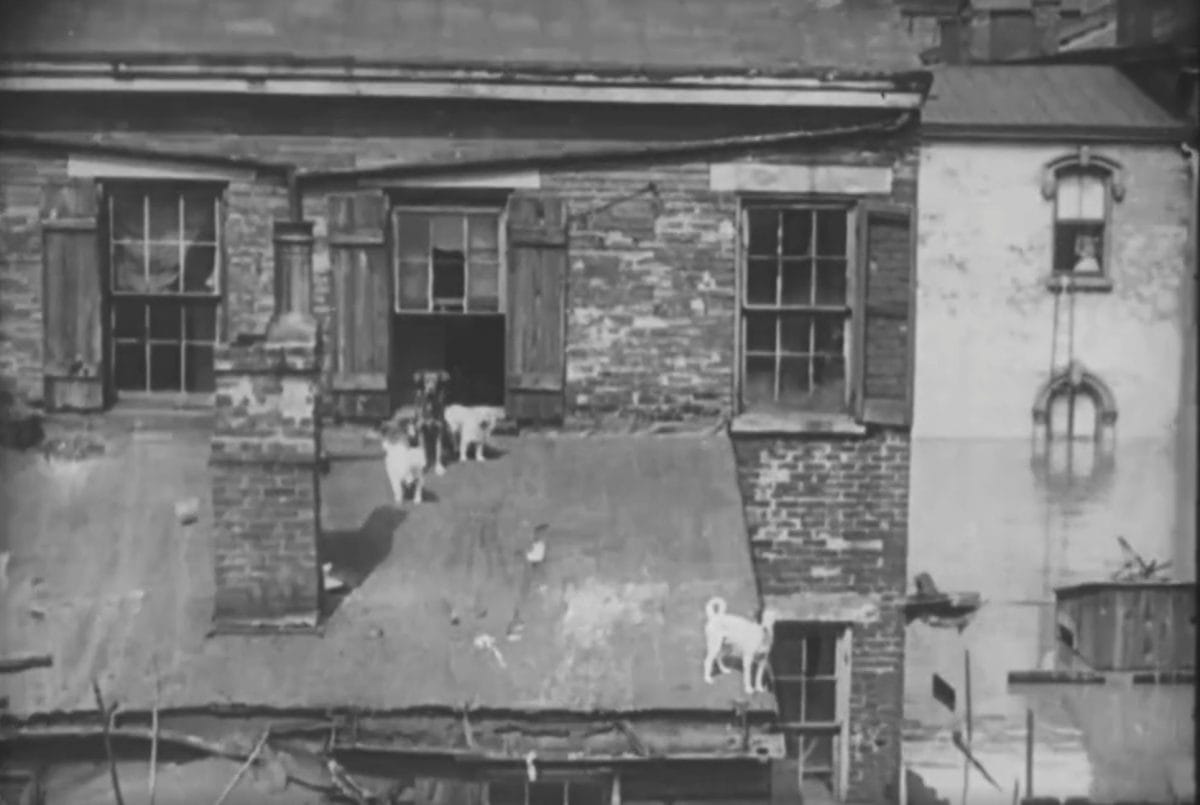 Dogs trapped on a roof