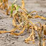 10. Western Drought and Heat Wave