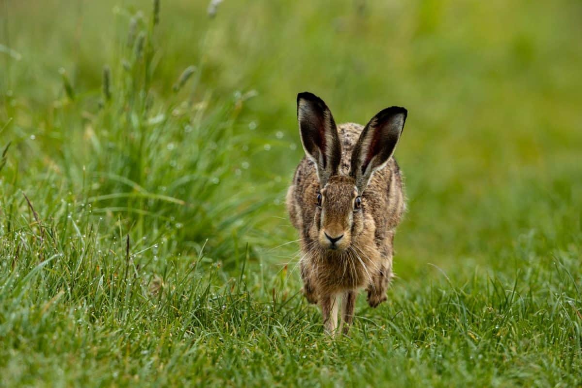 A wild brown hare on a meadow