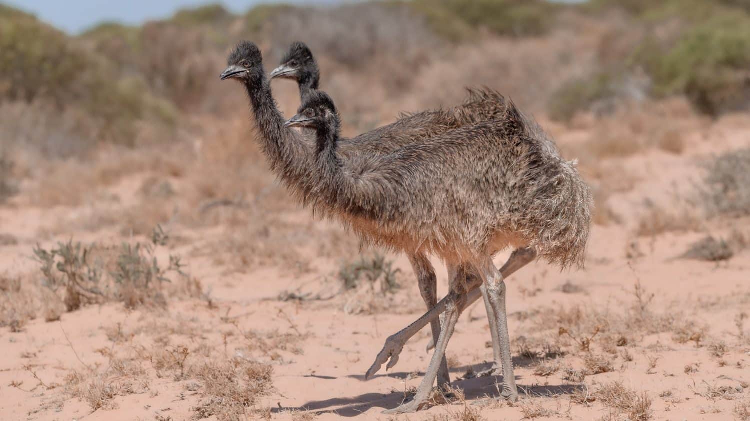 Three juvenile emus in shark bay Western Australia