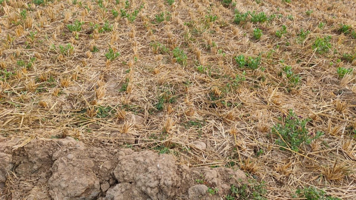 A patch of cracked dry soil in a Magelang crop field, the effects of the long dry season. Plants die from drought