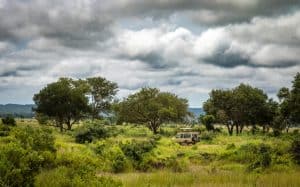 A 4x4 vehicle takes foreign tourists on safarai across the savanna inside Mikumi National Park, Tanzania.