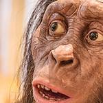 Everything to Know About Australopithecus