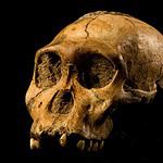 Australopithecus sediba