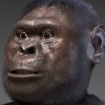 Australopithecus afarensis and Australopithecus garhi