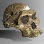 Australopithecus africanus