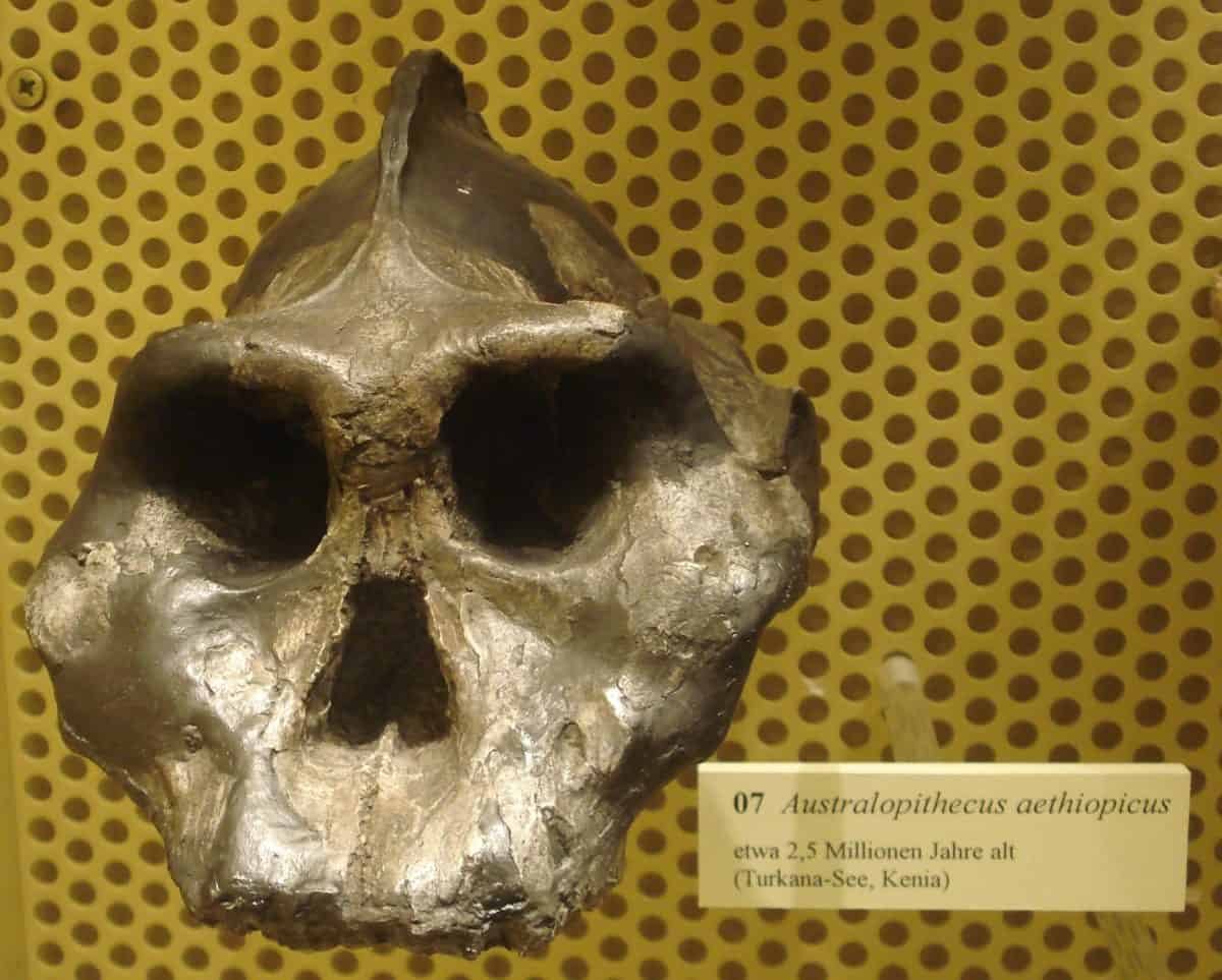 Australopithecus aethiopicus