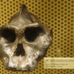 Australopithecus aethiopicus