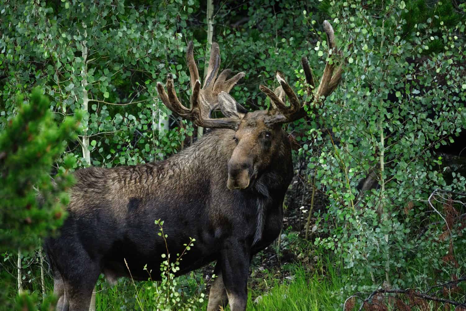 Large bull moose in a green aspen forest in the early morning soft autumn light in the State Forest, State Park, Colorado, USA