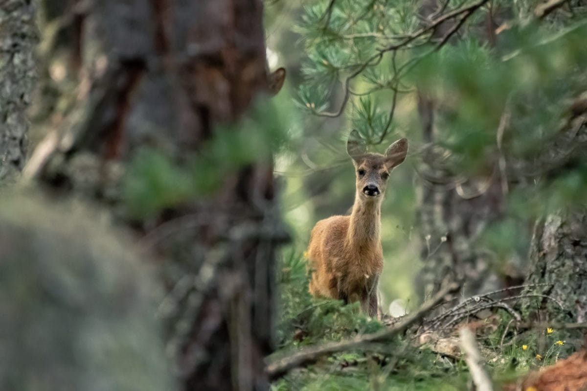 Baby european roe deer (Capreolus capreolus) looking into camera from the thick forest in the Alps Mountains, Italy.