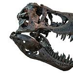 Barinasuchus and its Ziphodont Teeth