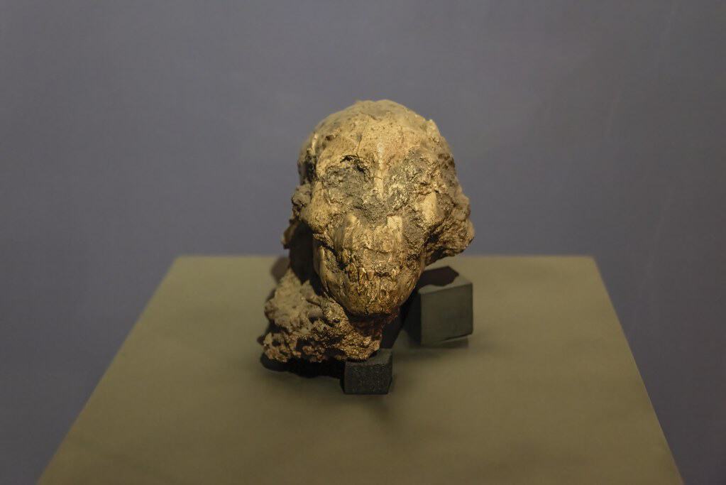 Australopithecus afarensis