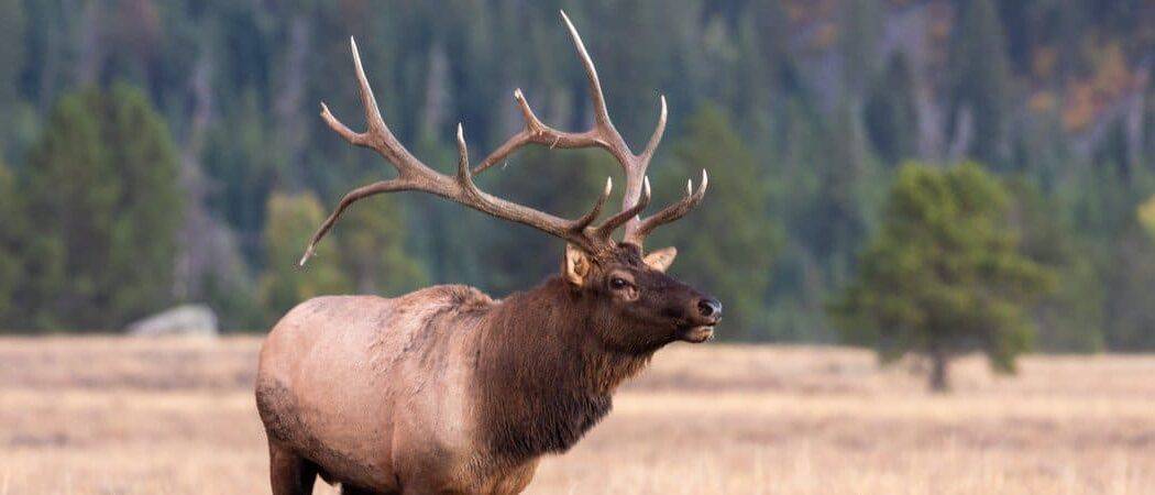 Bull Elk in the Fall Rut