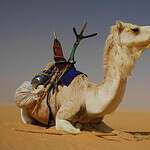 The Battlefield That Forces Innovation