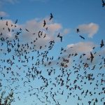 How Bats Almost Became America’s Strangest Secret Weapon