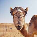 #8 Which continent is the Sahara Desert located on?