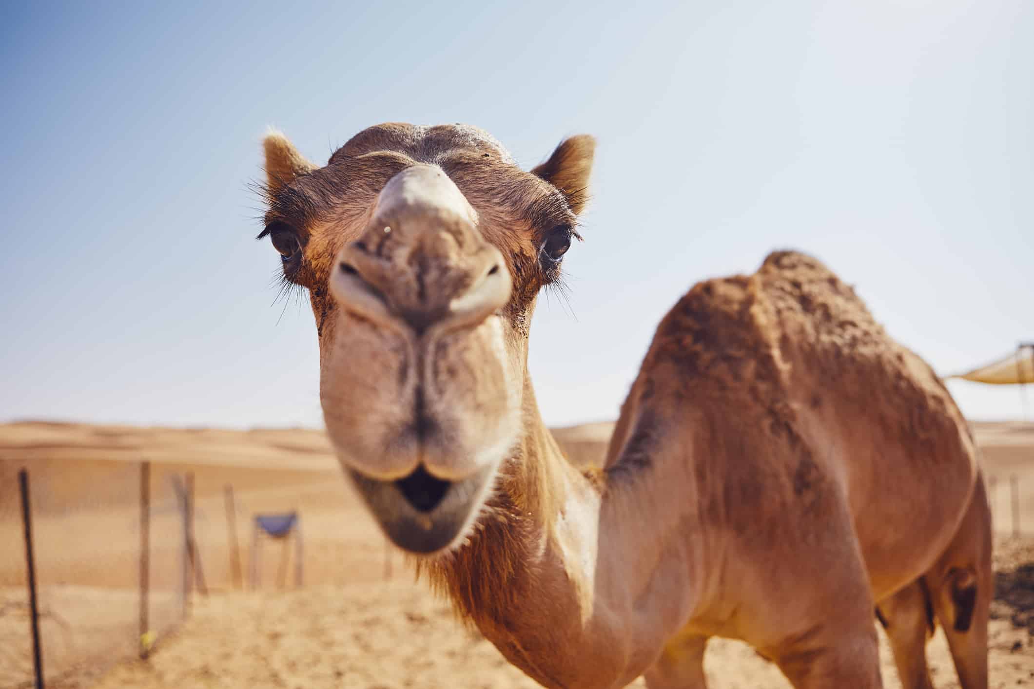 #8 Which continent is the Sahara Desert located on?