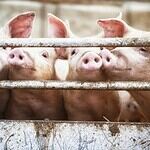 Incendiary pigs