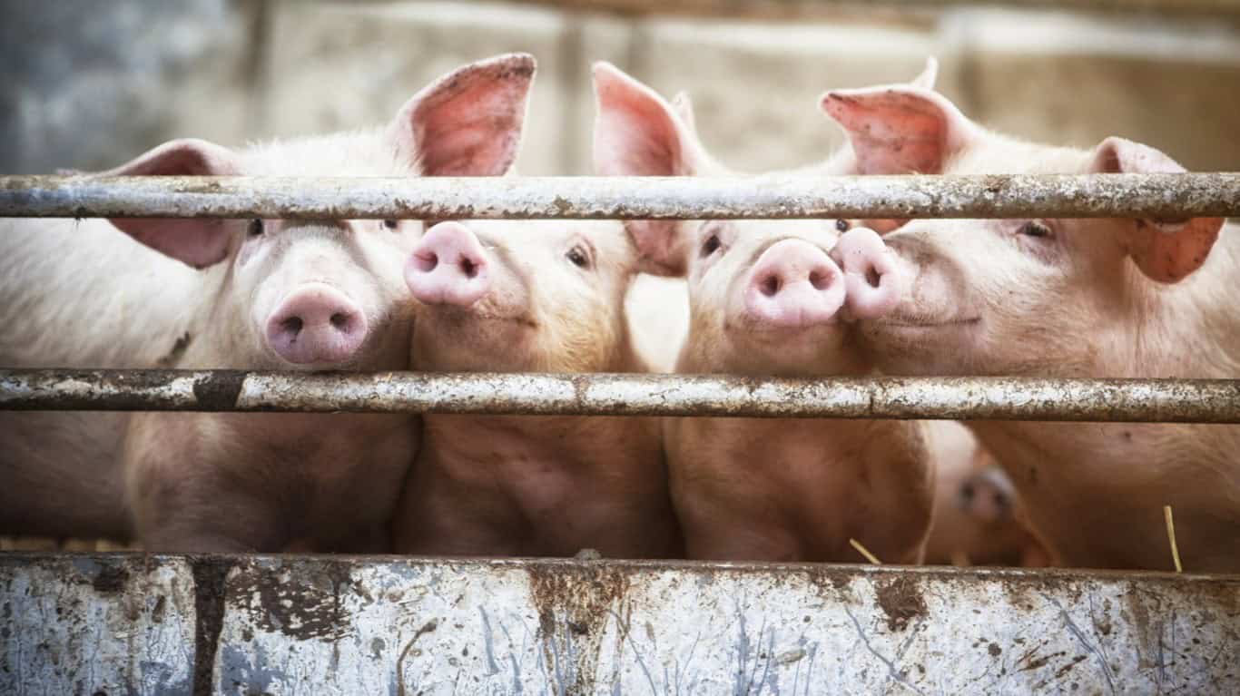 Incendiary pigs